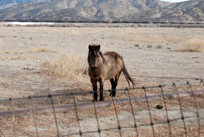 pony  drought novel