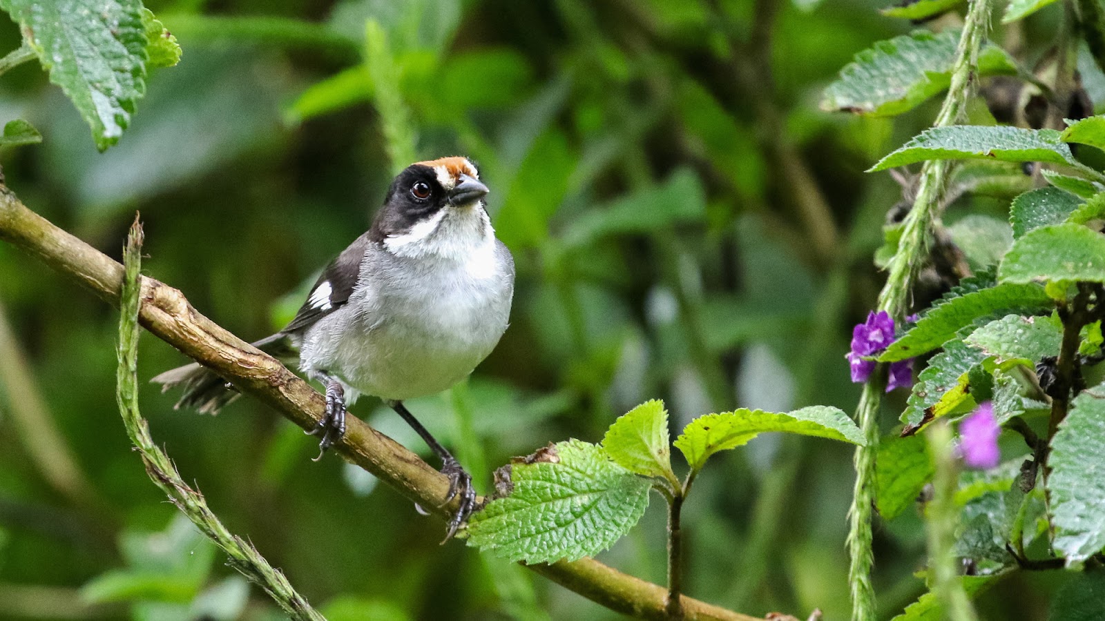 Whitewinged Brushfinch