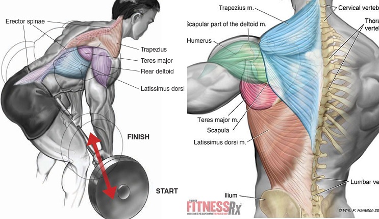 Rowing For Building Muscle Rowing For Building Muscle