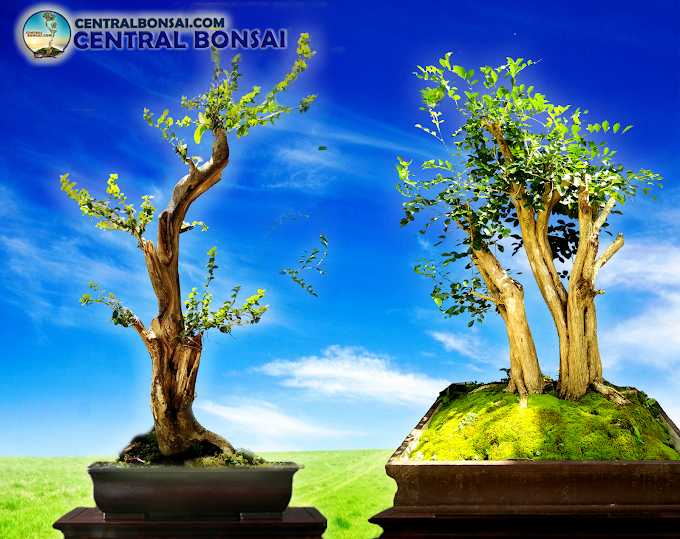 PETUNJUK DASAR AGAR BONSAI ANDA JUARA