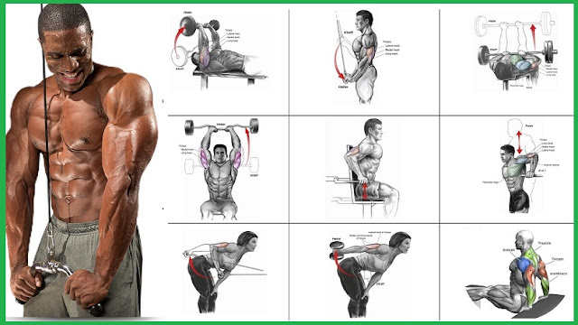 Tricep Muscle Building Exercises Tricep Muscle Building Exercises