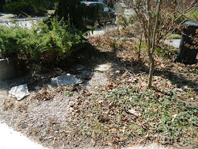 Parkdale front garden spring cleanup before by Paul Jung Gardening Services Toronto