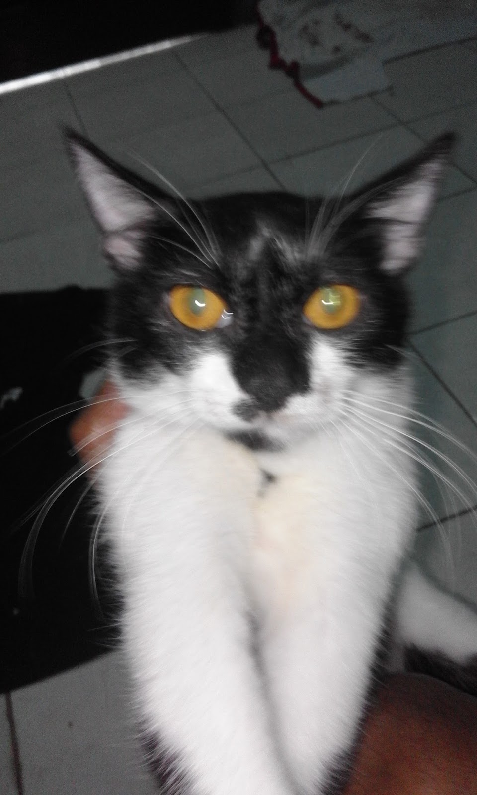 Membedakan Jenis Ciri Ciri Kucing Domestik Ras Dan Mixdome