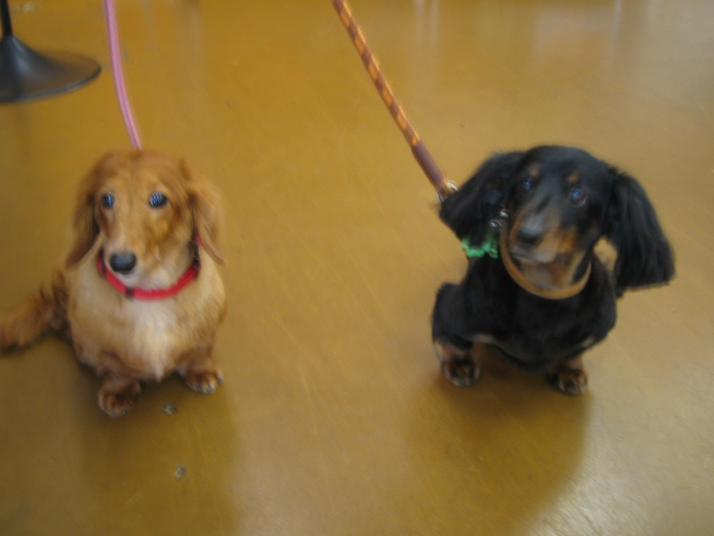 Venicepets TODAY S CUSTOMER DUCK BELL DACHSHUND 