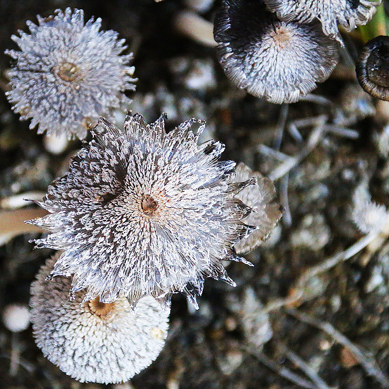 Veterinary, Photography and Travel Stories for vet students and pet