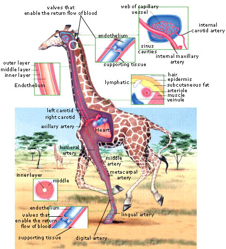 WHY DO GIRAFFES HAVE LONG NECKS? |The Garden of Eaden