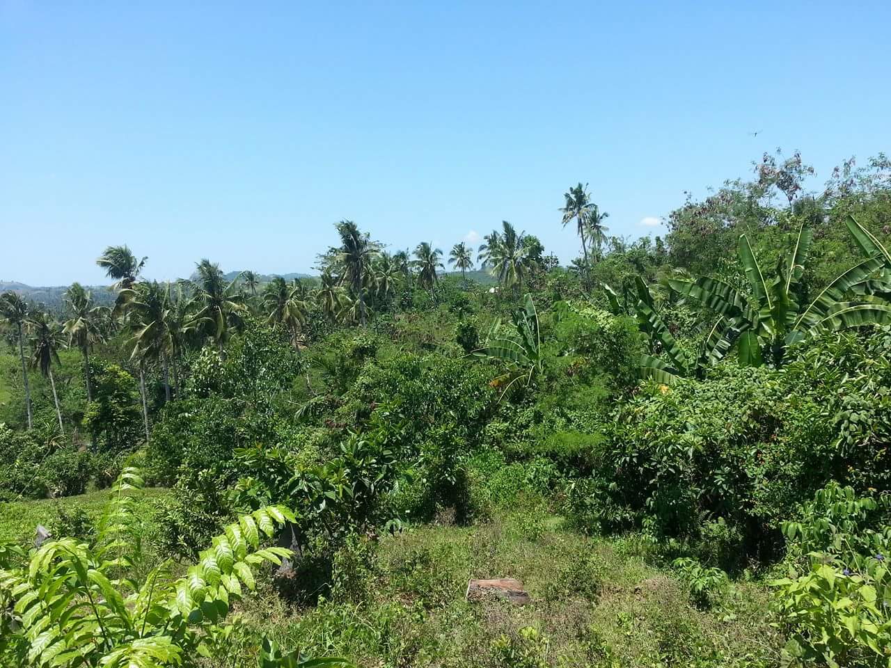Agricultural Land for Sale in Villaba, Leyte Leyte Cebu Properties