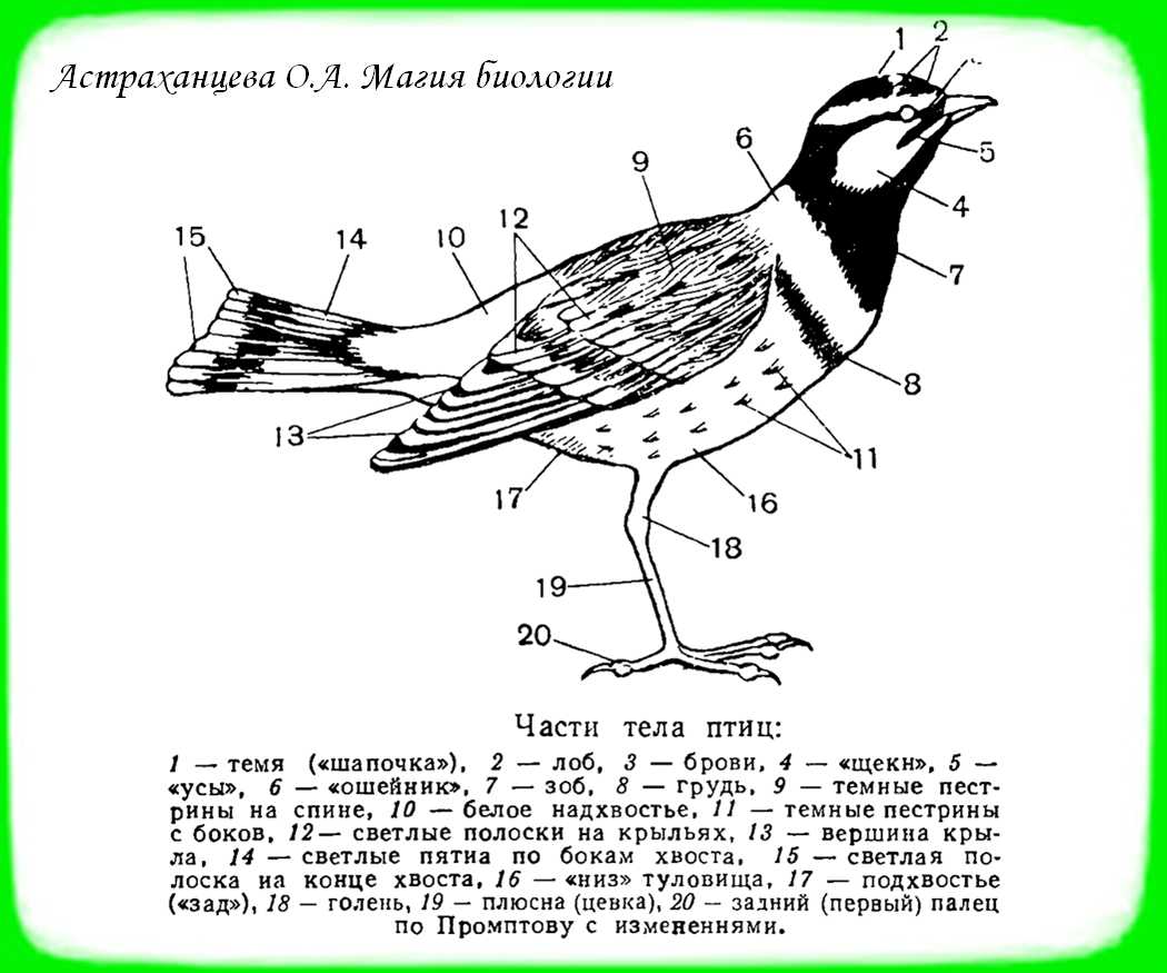 Назови части птицы