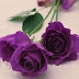 111 hình ảnh bông hoa hồng màu tím thủy chung đẹp lung linh