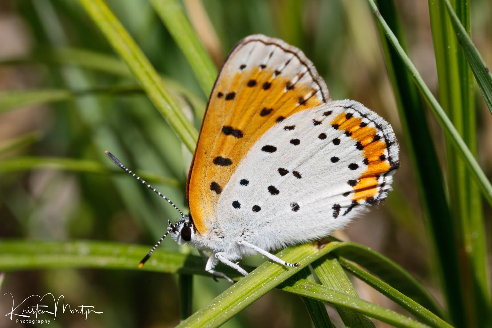 Ontario Butterflies SelfPropelled Flowers Nature Notes Blog
