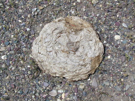 HIGH COUNTRY GARDENER: DRY AS A BUFFALO CHIP HIGH COUNTRY GARDENER: DRY AS A BUFFALO CHIP