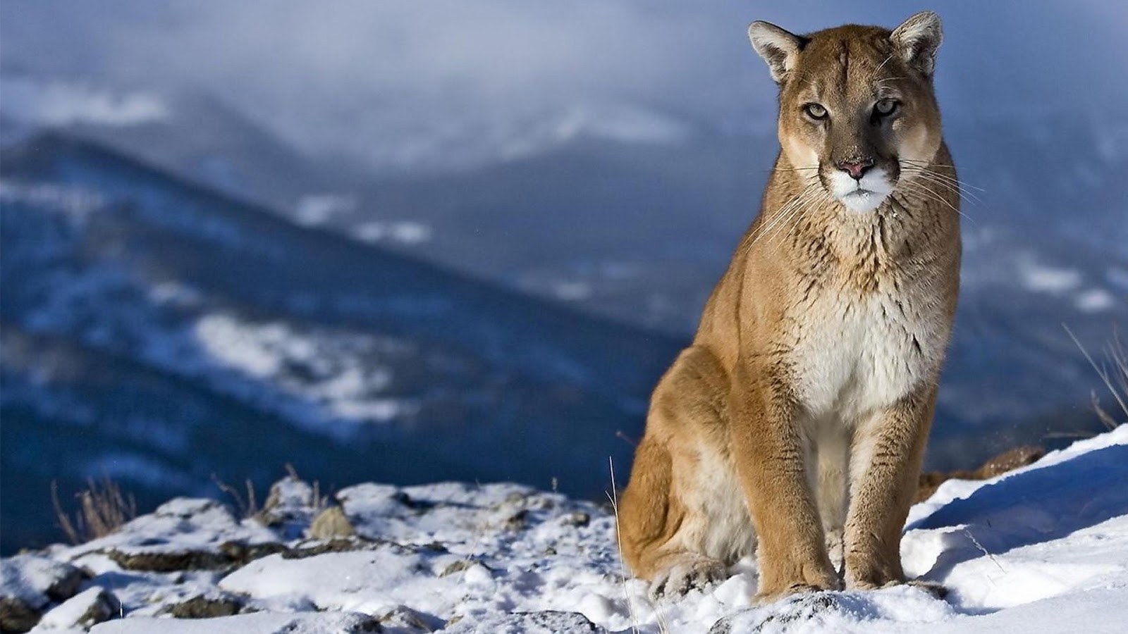 Mountain Lion Cougar HD Wallpapers HDWalle