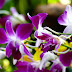 Orchid Nature Pink Flower Pictures