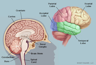 Ms. Angwin's Classroom: The Anatomy of the Brain