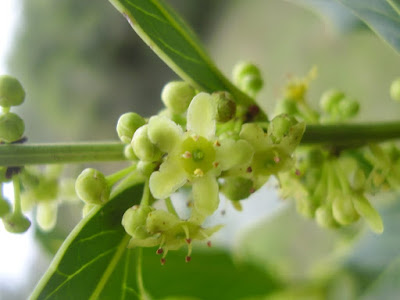 flor de Cangorosa