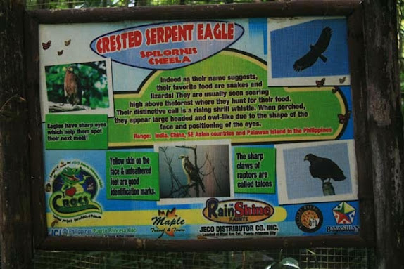 crested serpent eagle
