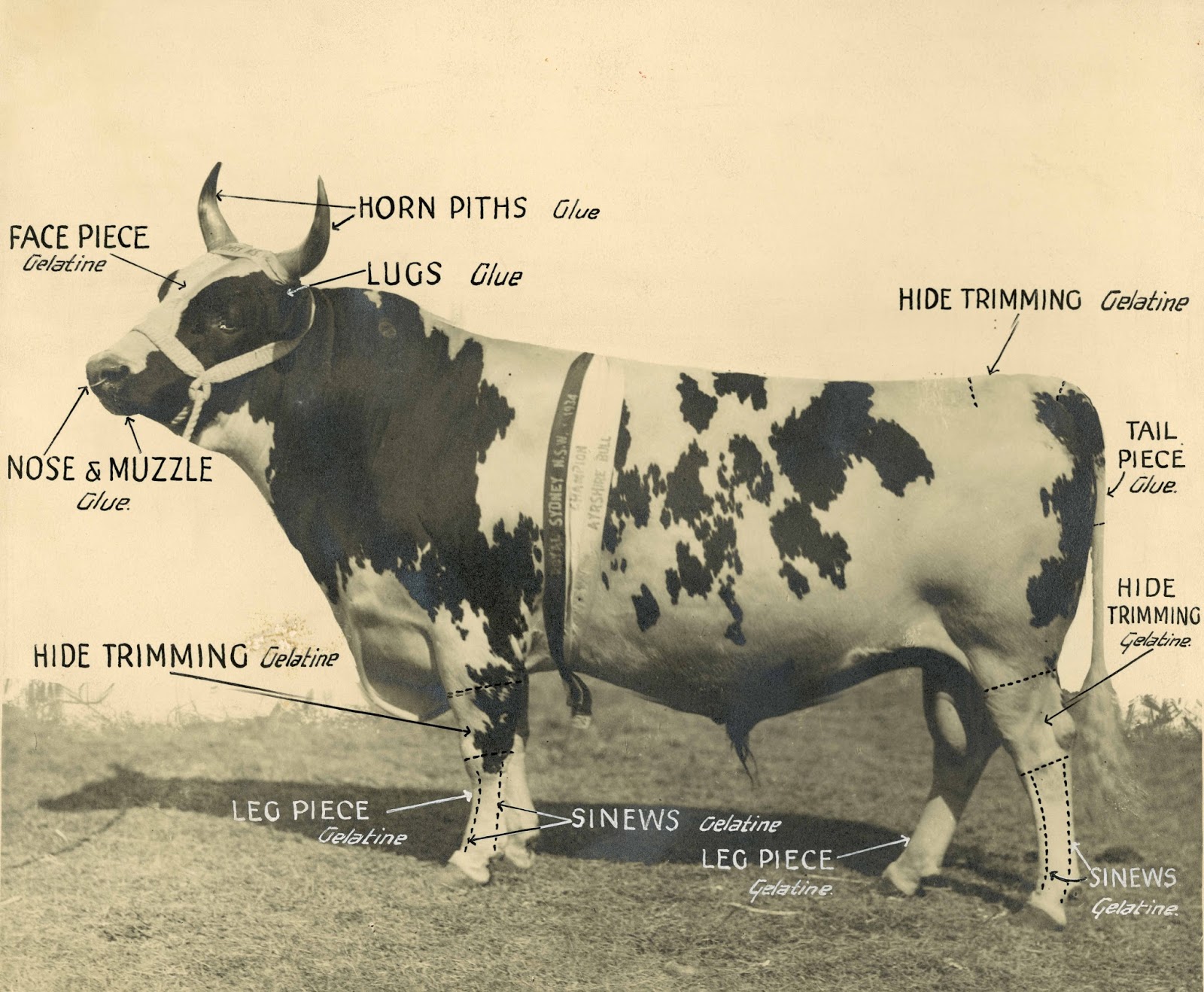  Flashback Friday Davis Gelatine Factory History Bayside Council