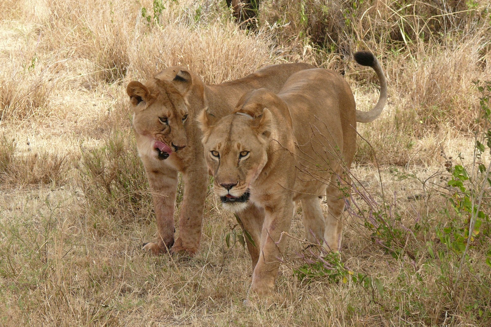 Beautiful Animals Safaris Lion Cubs and Young Male Lions in the wild