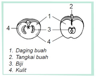 Struktur buah.