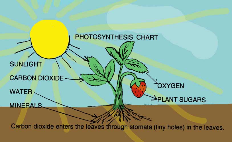 Science Vocabularies Plants science-vocabularies-plants