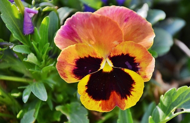 Cantinho verde - horta e jardim: Amor perfeito (Viola wittrockiana)