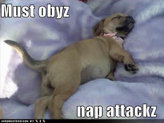 [Image: Funny+Puppy+Sleeping+picture.jpg]