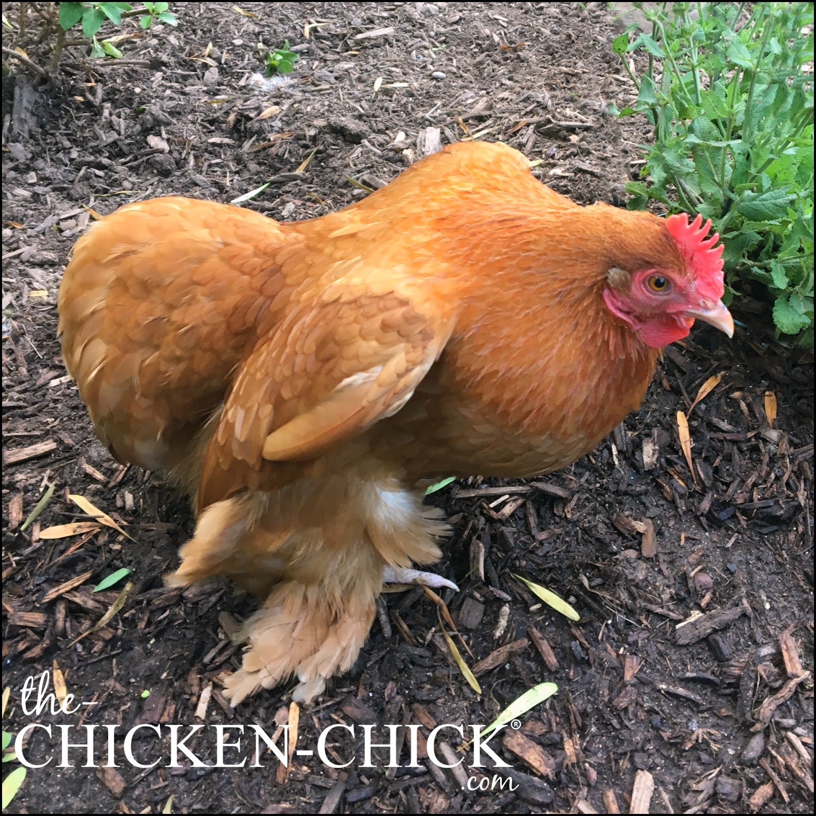 The Chicken Chick® When Will a Hen Begin Laying Eggs? Watch for The