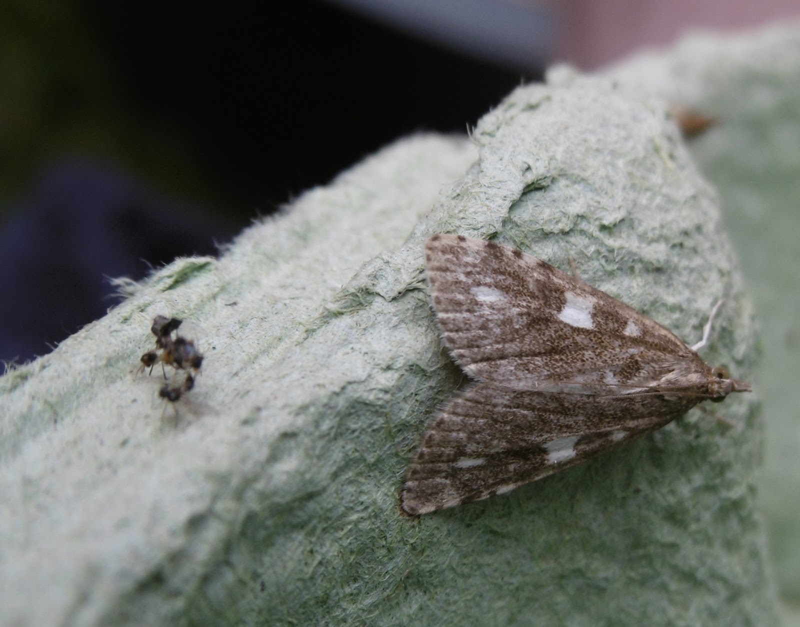 Martin's Moths: Small but perfectly formed