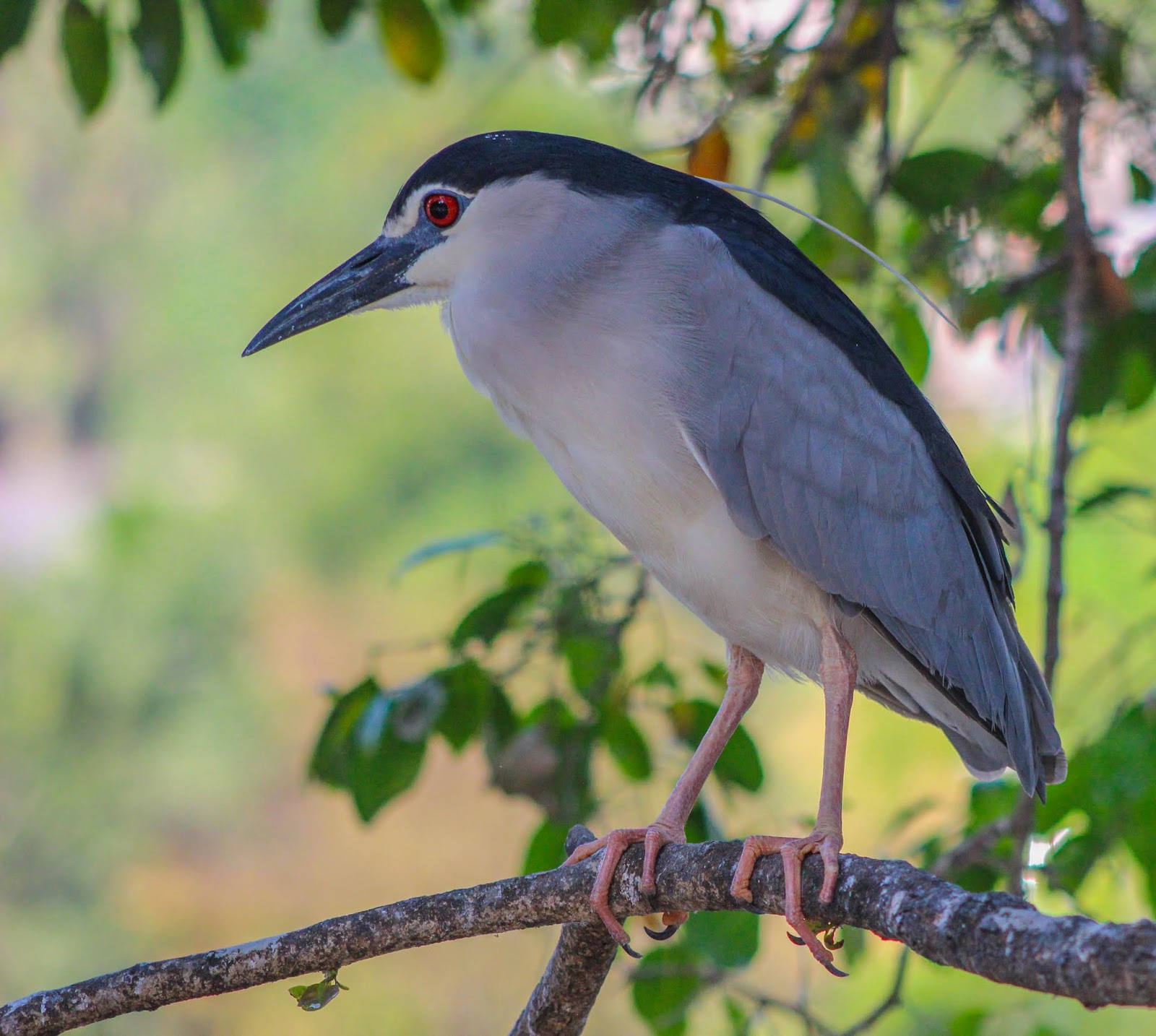Cannundrums BlackCrowned Night Heron