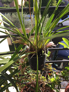 , Cymbidium Dayanum, diarid'orchidee