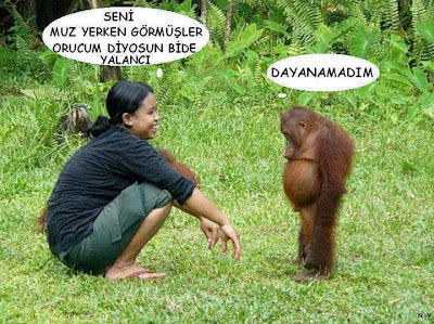 eğlenceli ve komik orangutan fotoğrafı