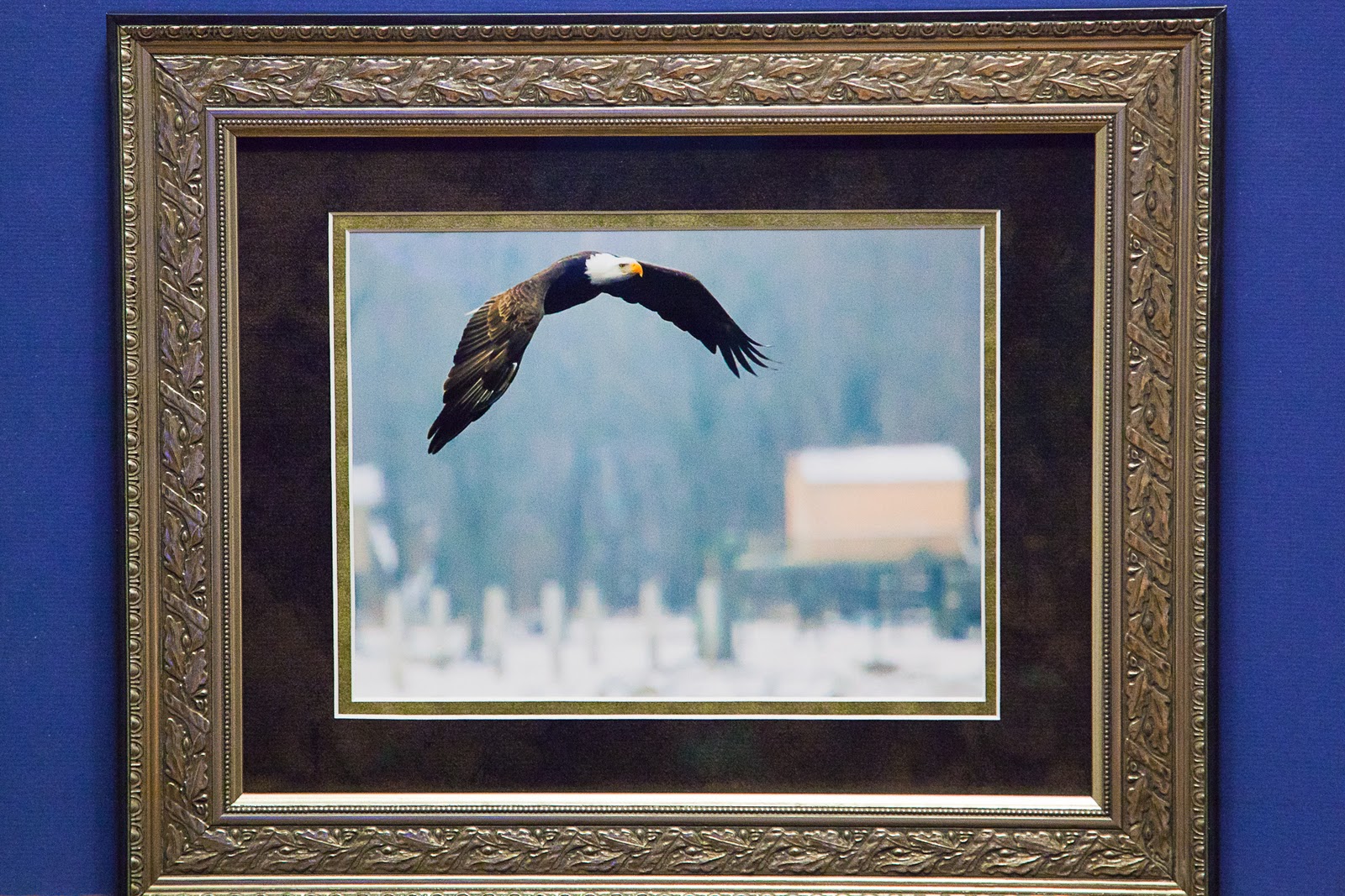 The Project Continues Framed Eagle Print