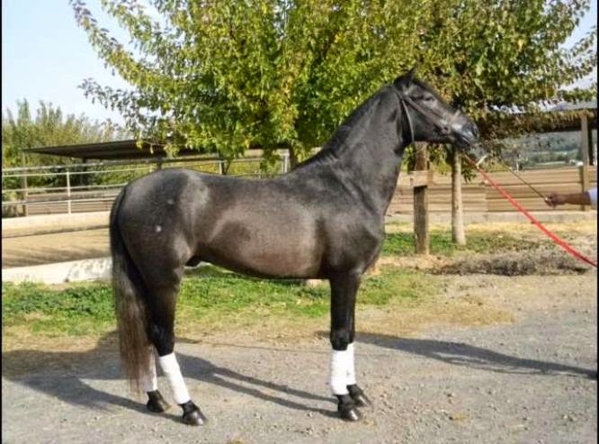 Equus B&M: Capas
