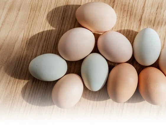 mengenali ciri telur infertil