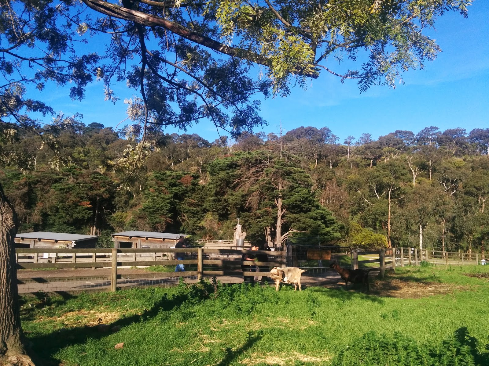 Sister To Ginger > Weekend Snapshots Abbotsford Farm
