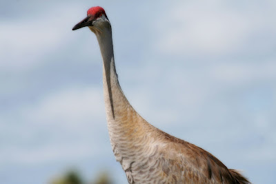 Ever been looked down on by a Sandhill Crane?