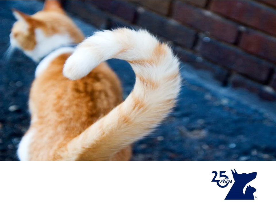 TIPS PARA MASCOTAS La cola de los gatos. CLÍNICA VETERINARIA DEL BOSQUE