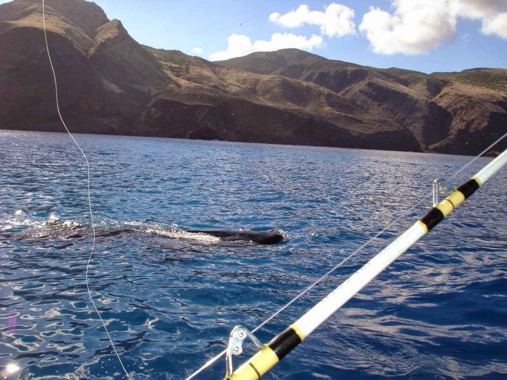 St Helena Island South Atlantic Adventure Looking back over 2013 The