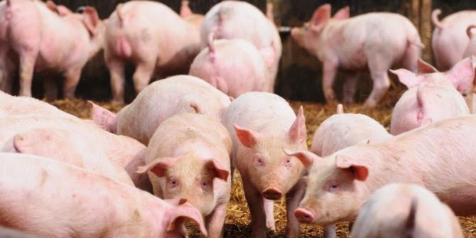 ALASAN ILMIAH MENGAPA BABI HARAM DIKONSUMSI (DIMAKAN) | JDSK