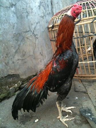 Ayam Laga Ayam Bangkok Aduan Jual Ayam Pakan Obat obatan 