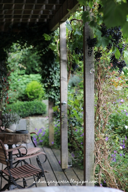 Ein Schweizer Garten Die Trauben Sind Reif