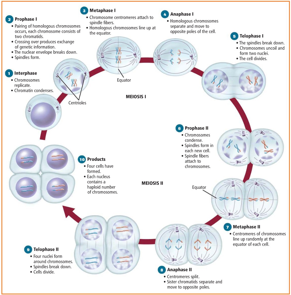 Sel mitosis pada induk memiliki kromosom pasang jumlah pembelahan 23 Tahapan Pembelahan