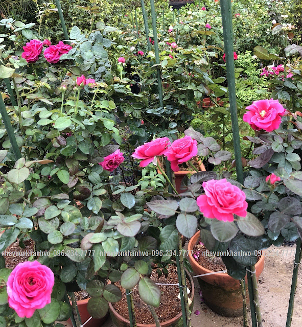 Hồng thân gỗ - Top những giống hoa hồng đáng trồng