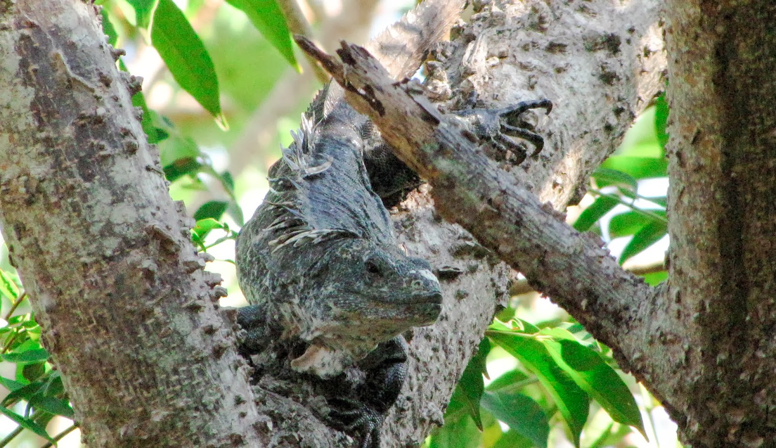 Amazing place Utila a Beautiful tropical island for tourism