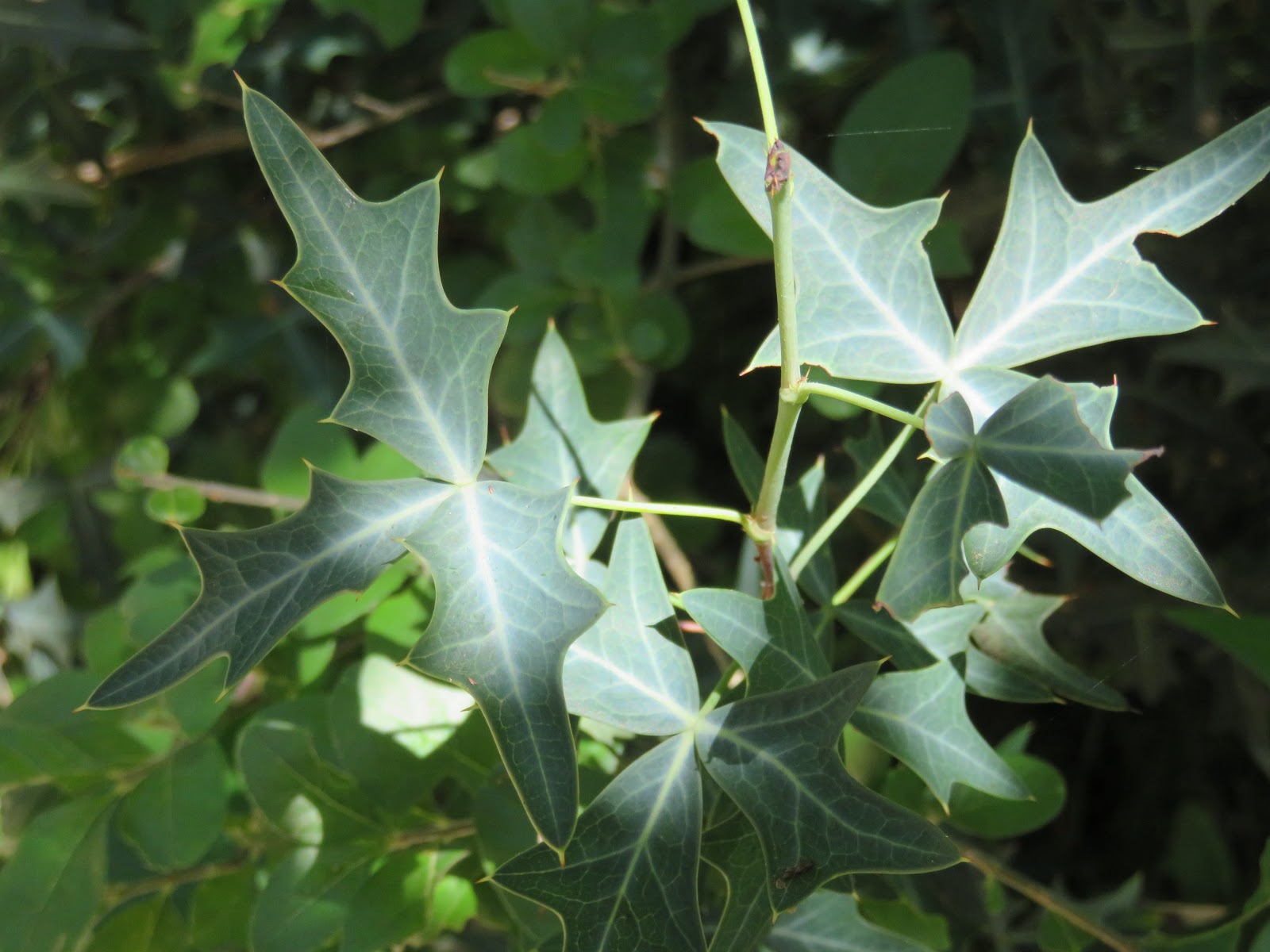 Traditional Herbal Medicine Herbs Agarita Mahonia Trifoliolata