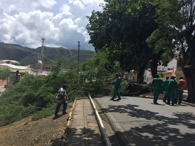 Morador apoia poda na Rua Caminho das Árvores em Jacobina; 'estavam causando transtornos'