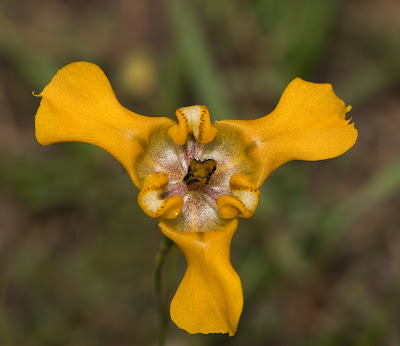 Iris Cypella herbertii