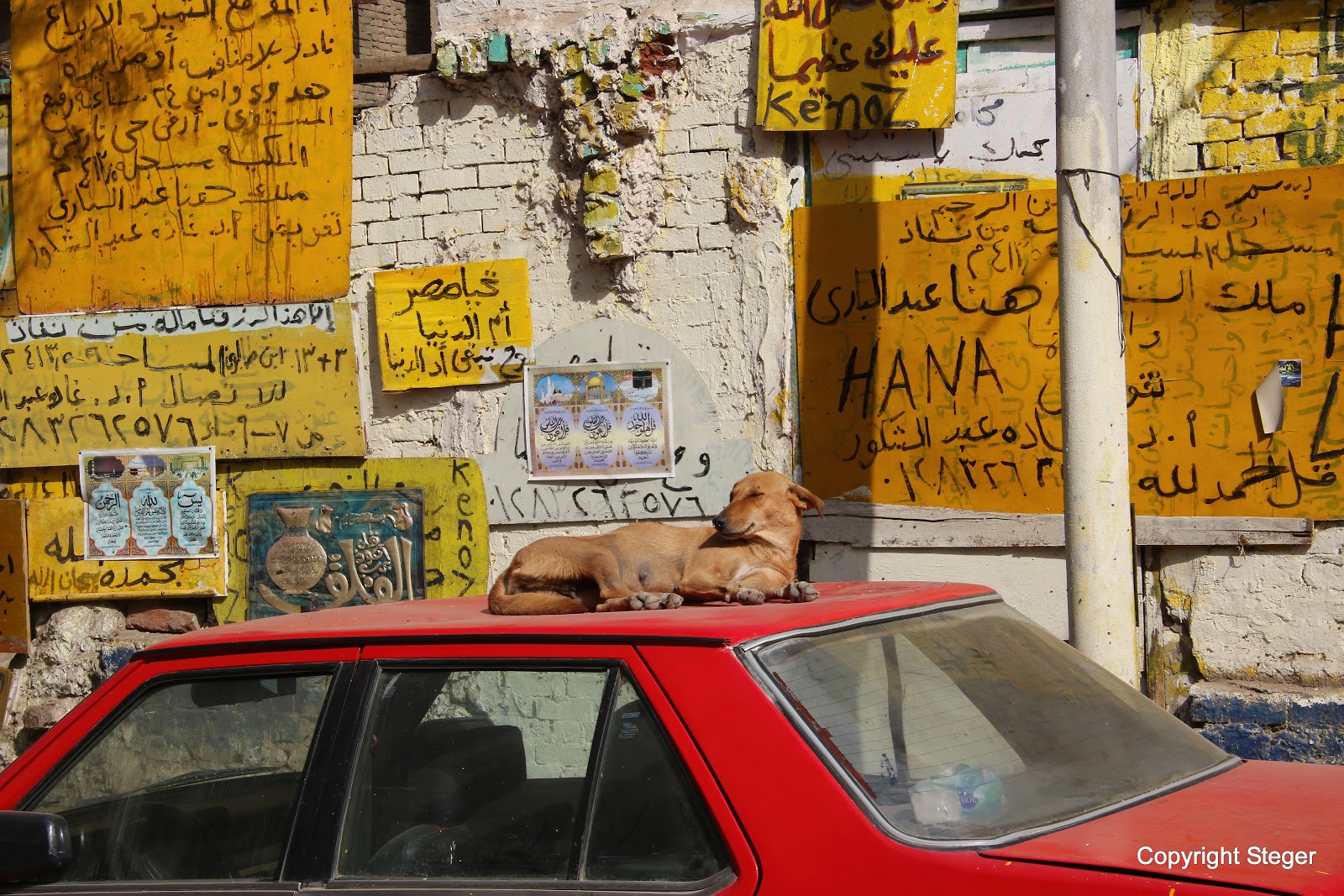 The Wheel POTD A Dog's Life in Cairo