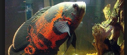 Tips Memilih Induk Ikan Oscar yang Baik