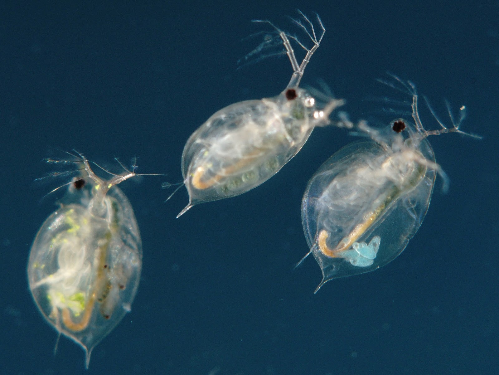 Зоопланктон пресных водоемов